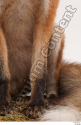 Leg Fox Animal photo references